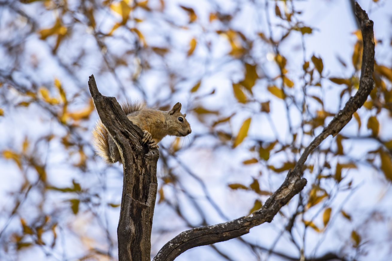 Squirrels prepare for winter in Turkiye’s Tunceli